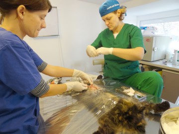 Medicii veterinari îndeamnă românii să îşi sterilizeze pisicile